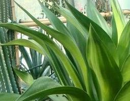 龙舌兰的功效与作用（龙舌兰的功效与作用与禁忌）