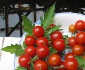 野番茄的功效与作用(野番茄有什么功效)