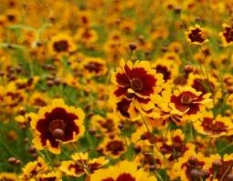 雪菊的功效与作用 雪菊的功效与作用禁忌