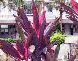 铁树花的药用价值（铁树花的药用价值与功效）