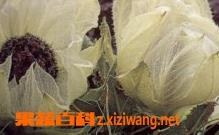 天山雪莲怎么吃 天山雪莲怎么吃比较好?