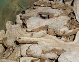 生白术的功效与作用（生白术的功效与作用的功能与主治与用量）