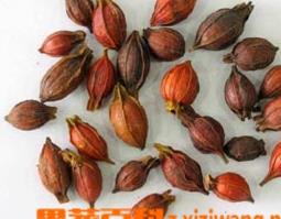 山栀子的功效与作用（山栀茶的功效与作用）