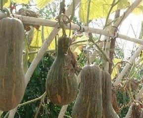 密本南瓜的药用价值与药用功效（密本南瓜的吃法）