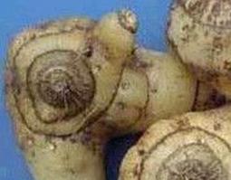 白芨图片（白芨图片大全大图）