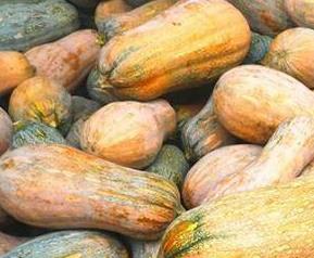 蜜冠南瓜的功效与作用(南瓜果实的功效)