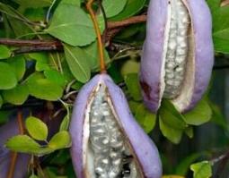 八月扎的功效和作用 8月扎的功效