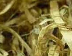 竹菇的功效与作用（竹菇的功效与作用吃法图片）