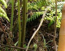 野生天麻的功效与作用