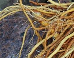 萱草根的功效与作用 萱草根的药用价值