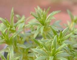 白佛甲的功效与作用（白佛有什么功效）