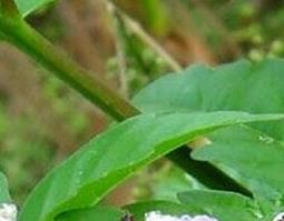 黄荆子的功效与作用（黄荆子的功效与作用图片）