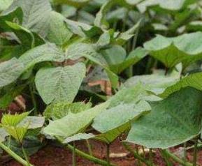 红薯藤的功效与作用 红薯藤的功效与作用及禁忌