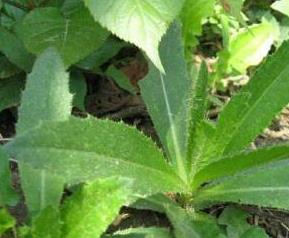 七七芽的功效与作用 七七芽的禁忌