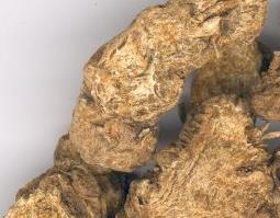 苍术图片（苍术图片植物图片）