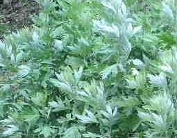 艾草的功效与作用