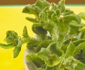 冰菜怎么吃 冰菜的吃法大全