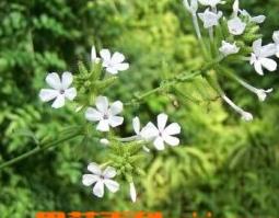 白花丹的功效和作用(白花丹的功效和作用图片)