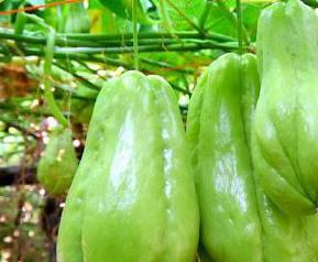 佛手瓜的功效与作用（佛手瓜的功效与作用图片）