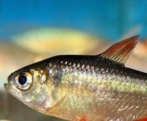 红尾鱼的功效与作用及食用方法 红尾鱼的功效与作用及食用方法禁忌