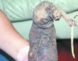 何首乌的功效与作用有哪些 何首乌的功效与作用有哪些药