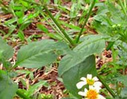 白花果图片 白花果图片怎么吃吗