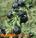 黑枸杞泡水喝的功效和步骤 黑枸杞子怎么泡水喝的功效