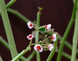 垂悬大戟的功效与作用（大戟的功效与作用,大戟的副作用）