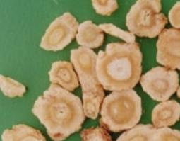 北沙参有什么功效与作用 北沙参有什么功效与作用及禁忌