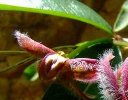 羊角桃的来源与功效（羊桃果的功效）