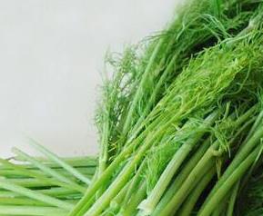 茴香的功效与作用（茴香的功效与作用的功能与主治）