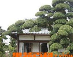 罗汉松的功效与作用 罗汉松的功效与作用点