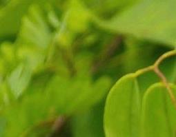 甘草的功效和作用 甘草的功效和作用是什么