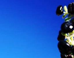 黑枸杞怎么吃最好（黑枸杞怎么吃最好 吗）