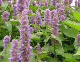 藿香的功效与作用 藿香的功效与作用及用量