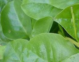 三七叶的功效与作用（三七叶的功效与作用及药理）