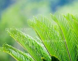 铁树叶的功效与作用（铁树叶的功效与作用癌症）