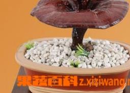 灵芝的功效与副作用详解 灵芝的功效与副作用详解视频