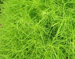 地肤子有哪些功效与作用 地肤子的主要功效与作用