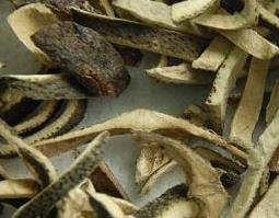 青皮的药用价值与功效(青皮的药用价值与功效图片)