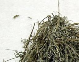 白花蛇草的功效 白花蛇草的功效与主治各种癌