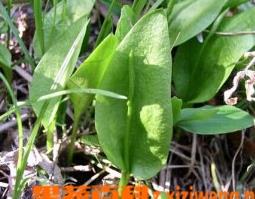 瓶耳小草的功效与作用 瓶耳小草的功效与作用是什么