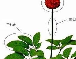 三七的医用功效与作用（三七功效与作用效）