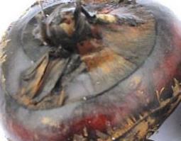 荸荠的四大功效与作用