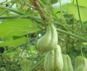 佛手瓜的作用与功效（佛手瓜的作用与功效禁忌）