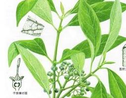 白花苦灯笼的功效和作用（白花苦灯笼功效与作用）