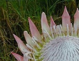 蓟花山龙眼的功效与作用(蓟花山龙眼的功效与作用)