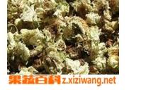 分心木的功效与作用 分心木的功效与作用和适用人群
