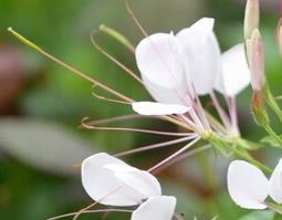 白花菜有什么作用(白花菜有什么作用吗?)