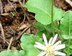 中药大丁草的功效与作用（鸡丁草的功效与作用）